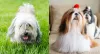 O Shih Tzu com a tosa longa (direita) também é muito comum. Esse corte demanda mais cuidados e muita escovação!