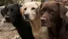 Além do clássico bege, fotos de cachorro Labardor mostram as outras cores que cães da raça podem ter