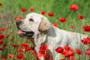 Uma dica de como tirar foto de cachorro é usar um ambiente natural, com flores e árvores ao fundo