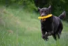 O Labrador ama correr e brincar, então aproveite o passeio para tirar uma bela foto de cachorro