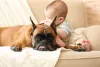 O Boxer também é um cachorro indicado para bebê