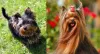 Os donos de Yorkshires também adoram a Tosa Longa!
