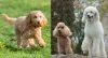 O Poodle é um dos maiores adeptos da tosa! Seja Longa, Bebê ou Tosa Pompom