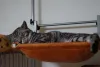 A rede para gatos de parede deve ser instalada com uma furadeira