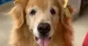 Com tanta beleza, a Golden Retriever Nala, de Ana Paula e Juliana Pimenta é a modelo ideal para foto de cachorro