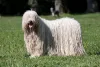 Fotos de cachorros grandes como O Komondor chamam atenção não só pelo tamanho mas também pela pelagem