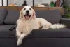 O Golden Retriever é um animal muito dócil e carinhoso