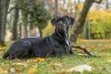 Só de olhar uma foto de cachorro Cane Corso que dá para ter uma noção do tamanho da raça