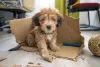Cachorro filhote fazendo arte sempre vai render uma boa foto de cachorro para rir demais