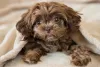 Fotos de cachorros filhotes sempre nos fazem morrer de fofura