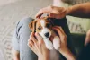 Impossível olhar fotos de cachorros filhotes e não ter vontade de pegar no colo