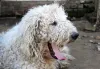Não tem como ver foto de cachorro peludo sem ficar com vontade fazer carinho nele