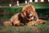 Fotos de cachorros fofos e peludos são sempre maravilhosas