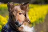 Não tem quem não adore ver uma foto de cachorro peludo com a pelagem ao vento