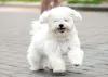 Só de olhar a foto de cachorro Bichon Frise você vê que é uma companhia fofa e perfeita para qualquer um