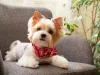 O Yorkshire, uma das raças mais queridas, não pode ficar de fora das fotos de cachorros pequenos