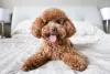 Fotos de cachorros pequenos da raça Poodle Toy trazem a dúvida: é um cão ou um bichinho de pelúcia?
