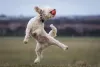 Fotos de cachorro Poodle: aproveite sempre os momentos de lazer do pet para bater fotografias