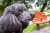Beleza do cãozinho Poodle deixa qualquer um de boca aberta