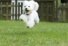 As fotos de cachorro Poodle pulando podem ficar muito legais