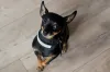 Essa raça é tão fotogênica que em algumas fotos de cachorro Pinscher fica parecendo que o animal posou para a câmera