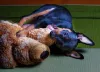 As fotos de cachorro Pinscher espontâneas sempre ficam lindas