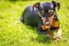 As fotos de cachorro Pinscher ao ar livre ficam sempre maravilhosas
