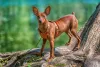 As fotos de cachorro Pinscher ao ar livre ficam sempre maravilhosas