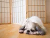 Tirar fotos de cachorro Shih Tzu dormindo é um hábito dos pais de pet corujas