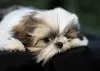 Shih Tzu: uma das raças mais populares do Brasil também faz sucesso nas fotografias