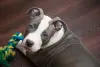 Registrar a carinha de pidão do doguinho sempre fica muito legal
