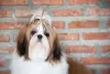 O Shih Tzu é muito dócil e independente