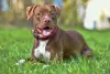 O cachorro Pitbull quase hipnotiza as pessoas com seu olhar marcante