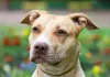 Elegância é o segundo nome da raça de cachorro Pitbull e isso transparece nas fotografias