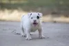 O filhote de Pitbull é uma fofura e deixa todos apaixonados