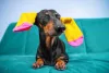 Enfeitar o pet com roupinhas é uma ótima dica para tirar foto de cachorro engraçado