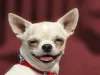 Aproveitar a espontaneidade do pet é uma ótima dica de como tirar foto de cachorro