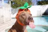 Fantasiar o doguinho sempre rende uma foto de cachorro engraçado