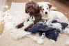 A foto de cachorro sendo flagrado após a bagunça é um clássico da internet