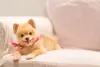 Existe coisa mais fofa que um Lulu da Pomerânia filhote?