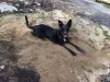 Esse clique do vira-lata Bowie brincando com areia é uma típica foto de cachorro engraçado
