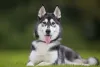  O cachorro Husky Siberiano não tem problema em ficar sozinho