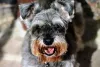 O cachorro Schnauzer é conhecido pela inteligência e independência