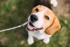 O Beagle requer muita atenção para gastar a energia