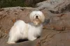 O Lhasa Apso é conhecido pela fofura extrema e independência