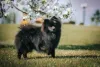 O Spitz Alemão preto é uma das cores mais raras que a raça pode ter