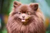 Outra cor possível além do Lulu da Pomerânia preto é o chocolate, com diversas nuances de marrom
