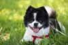 O Lulu da Pomerânia preto e branco possui uma pelagem mesclada e diferenciada das outras