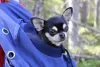 A mochila de cachorro tradicional é uma das mais populares