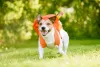 A mochila para cachorro carregar também é muito útil e é indicada para todos os portes